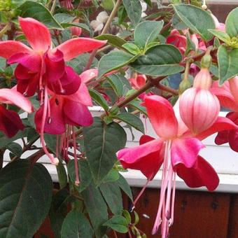 Fuchsia 'Paula Jane'