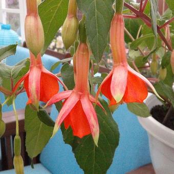 Fuchsia 'Tangerine'