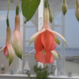 Fuchsia 'Tangerine'