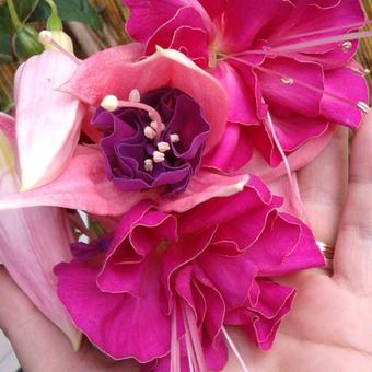 Fuchsia 'BELLA Rosella'