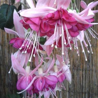 Fuchsia 'BELLA Rosella'