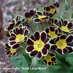 Primula elatior 'Gold Lace Black' - Sleutelbloem