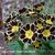 Primula elatior 'Gold Lace Black'