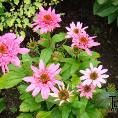 Rode zonnehoed - Echinacea purpurea 'Pink Double Delight'