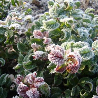 Leucothoe axillaris 'Curly Red'