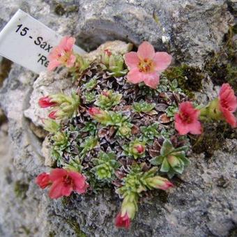 Saxifraga 'Rembrandt van Rijn'