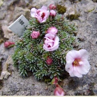 Saxifraga x irvingii 'Dobruška'