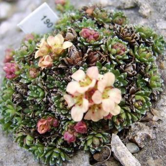 Saxifraga 'Jive'