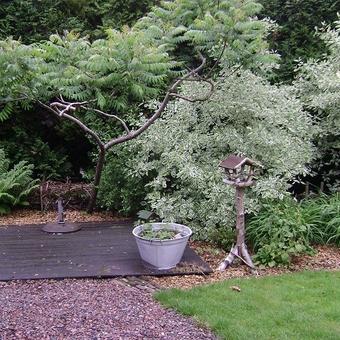 Cornus alba 'Sibirica Variegata'