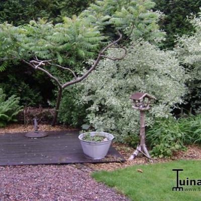 Kornoelje, witbonte siberische kornoelje - Cornus alba 'Sibirica Variegata'