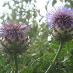 Cynara scolymus 'Cardy' - Artisjok