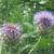 Cynara scolymus 'Cardy'