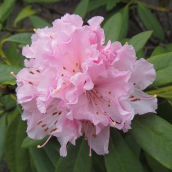 Rhododendron 'Christmas Cheer'