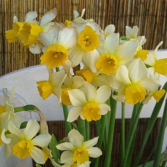 Narcissus 'Topolino'