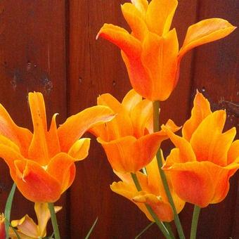 Tulipa 'Ballerina'