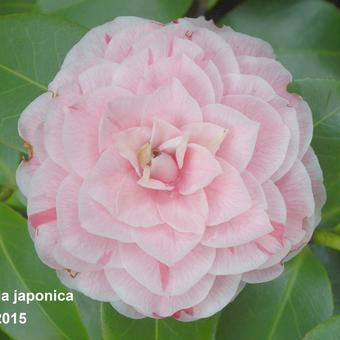 Camellia japonica