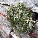 Antennaria dioica var. borealis 'Senior' - Rozenkransje