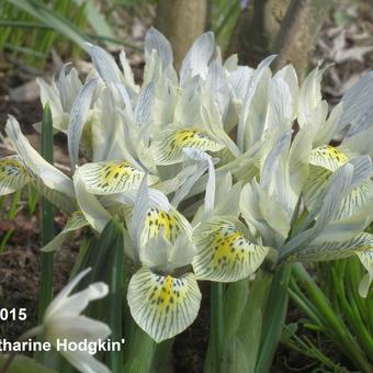 Iris 'Katharine Hodgkin'