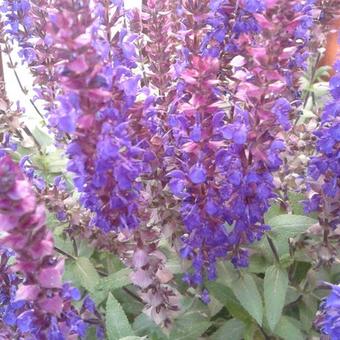 Salvia nemorosa 'Ostfriesland'