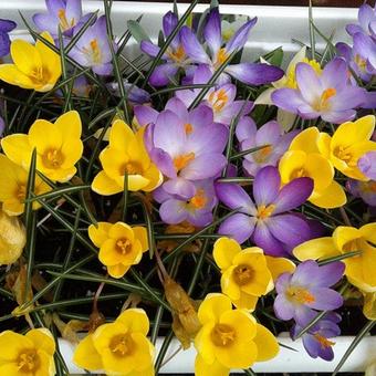 Crocus chrysanthus 'Romance'