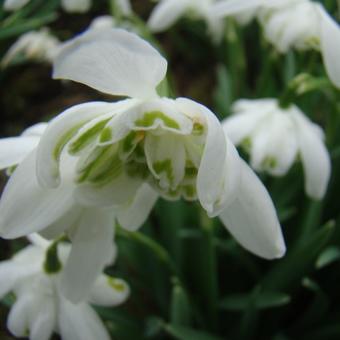 Galanthus nivalis 'Flore Pleno'