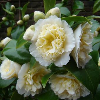 Camellia japonica 'Brushfield's Yellow'