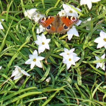 Ipheion uniflorum 'Wisley Blue'