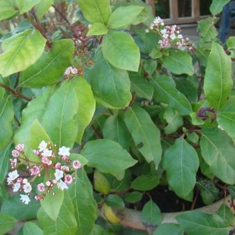 Viburnum tinus 'Gwenllian'