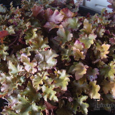 Purperklokje - Heuchera 'Peach Flambé'