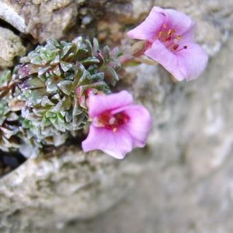 Saxifraga 'Roklan'