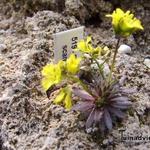 Draba lasiocarpa - Geel hongerbloempje