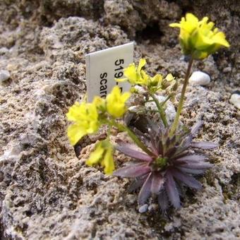 Draba lasiocarpa