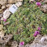 Saxifraga x proximae 'Kvety Coventry' - Steenbreek