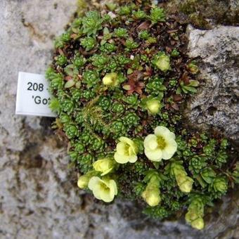 Saxifraga 'Gothenburg'