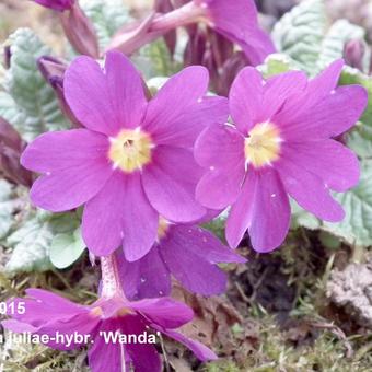 Primula 'Wanda'