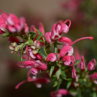 Grevillea juniperina 'Oleacea'