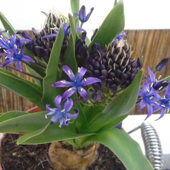 Scilla peruviana