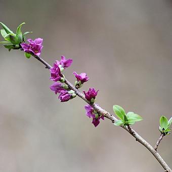 Daphne mezereum