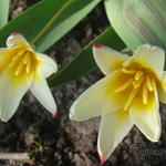 Tulipa kaufmanniana 'Johann Strauss' - Tulp