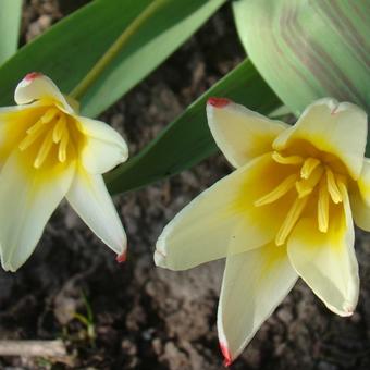 Tulipa kaufmanniana 'Johann Strauss'