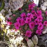 Saxifraga  'Louis Armstrong' - Steenbreek