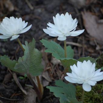 Sanguinaria canadensis 'Multiplex'