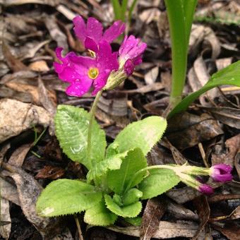 Primula denticulata 'Rubin'