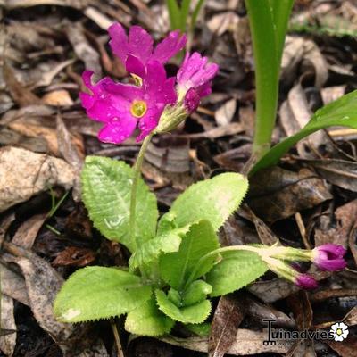 Sleutelbloem - Primula denticulata 'Rubin'