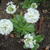 Primula denticulata 'Alba'