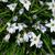 Ipheion uniflorum 'Wisley Blue'