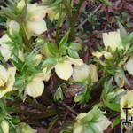 Helleborus x hybridus - Nieskruid