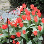 Tulipa greigii 'Red Riding Hood' - Tulp