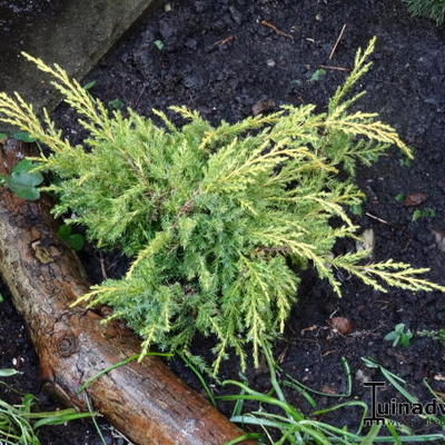 Jeneverbes - Juniperus x pfitzeriana 'King of Spring'