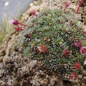 Saxifraga x irvingii 'Jenkinsiae'